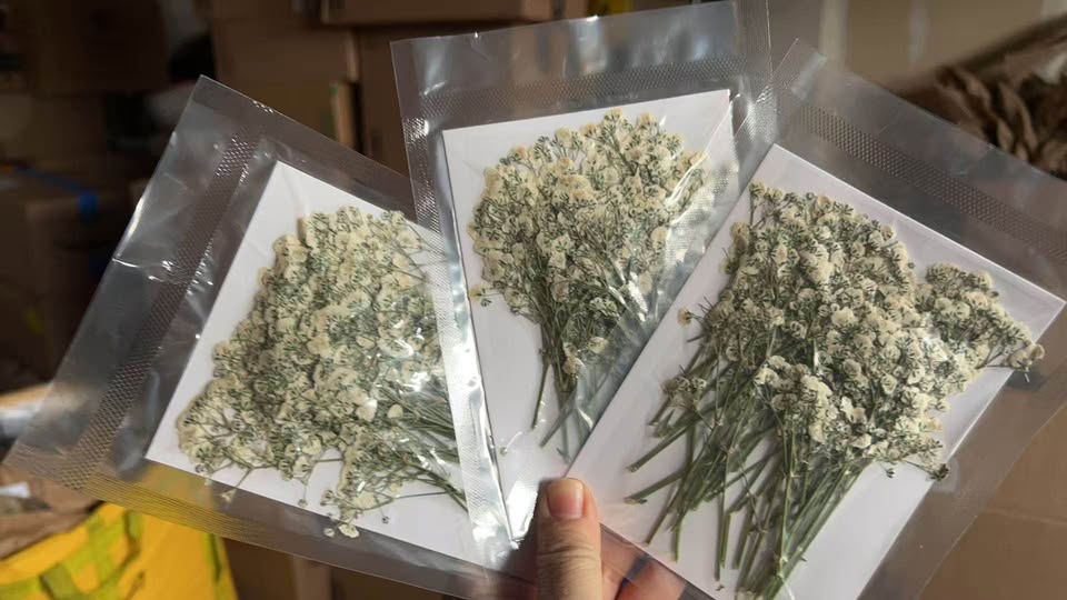 90Pcs Mini Baby's Breath Real Natural Dried Pressed Flowers for Resin Art Craft 