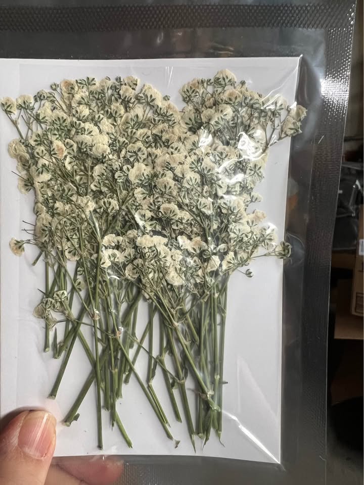 90Pcs Mini Baby's Breath Real Natural Dried Pressed Flowers for Resin Art Craft 