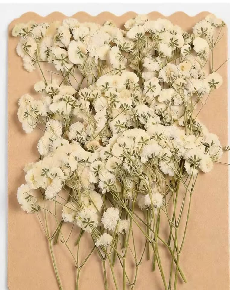 90Pcs Mini Baby's Breath Real Natural Dried Pressed Flowers for Resin Art Craft 