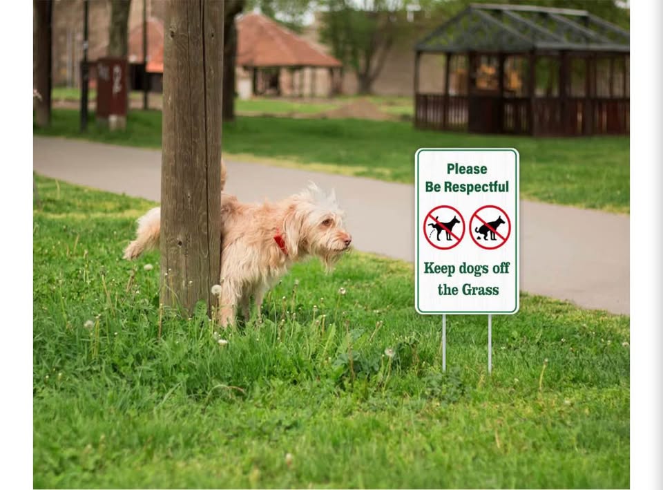 Keep Dogs off the Grass Yard Sign