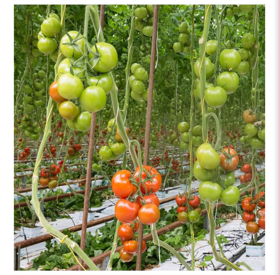 40 pcs Tomato Support Hooks with Twine and Clips
