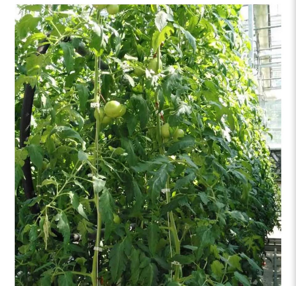 40 pcs Tomato Support Hooks with Twine and Clips