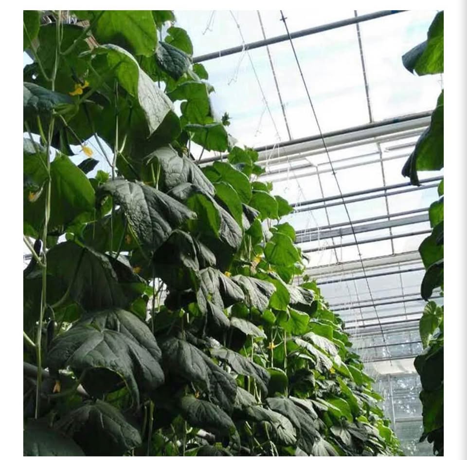 40 pcs Tomato Support Hooks with Twine and Clips