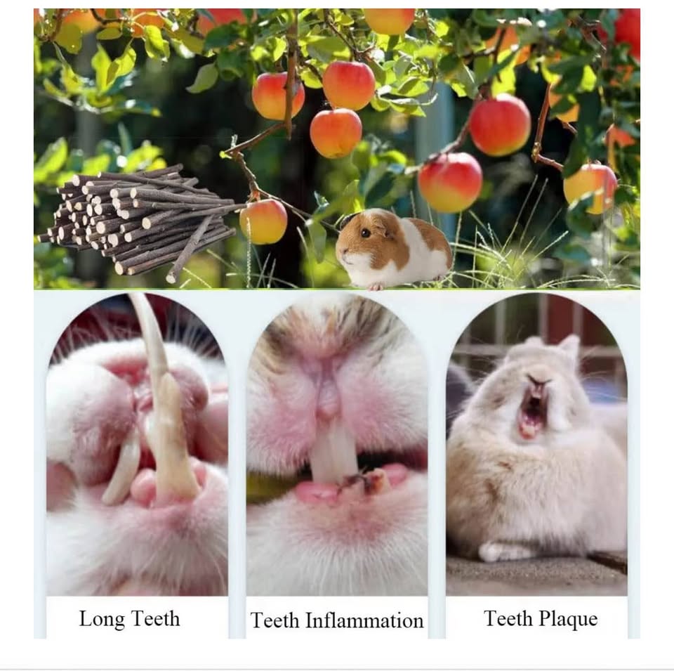 Apple Tree Sticks 2.2lb 1000g, Natural Wood Molar Sticks, Pet Chew Toys for Guin