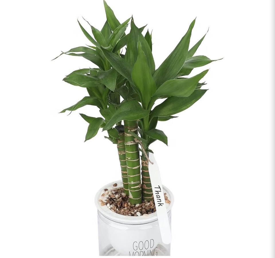 100-Piece White Plastic Plant Labels (12cm)